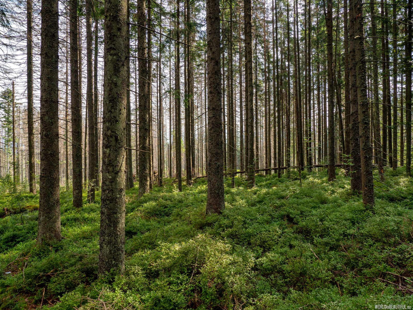 Forest in the Tatras